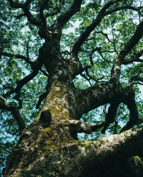 本場薩摩樟脳の製造工程の写真